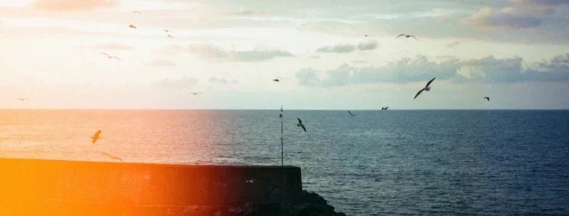 Why does reducing speed while sailing help limit its impact on the oceans? - TEMO